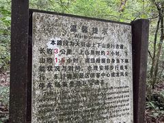 -天目山大树王景区