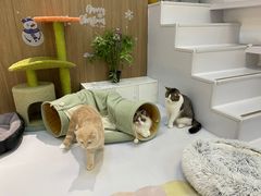 -COLOR PETS 撸猫馆·购猫·猫咖(长风大悦城店)