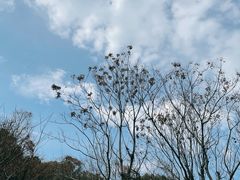 -苏州上方山国家森林公园