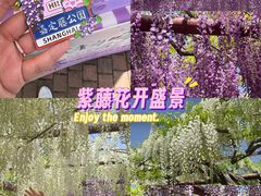 -嘉定紫藤园