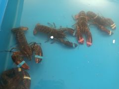 -阔澜蒸汽海鲜自助