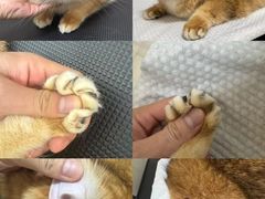 -悠尼宠物·独立低压伊珊娜洗护·美容·寄养(兰谷路店)