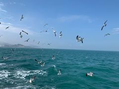 -海驴岛(荣成市)
