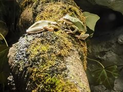 -上海大自然野生昆虫馆(东方明珠·爬宠昆虫探索中心)