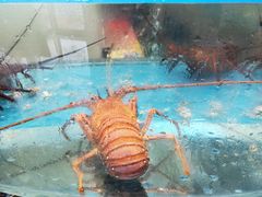 -悦海楼(三衢路店)