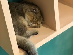 -飞行喵MR PILOT|猫舍·猫咖(静安大融城店)