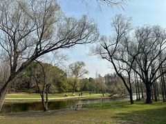 -上海共青森林公园