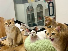 -有喵·猫咖·狗咖·30几只猫10只小狗(岗厦店)
