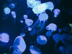 -悉尼海洋生物水族馆