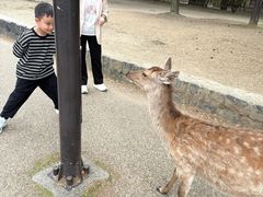 -奈良公园