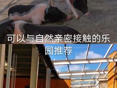 -前小桔亲子创意农场·草莓采摘·露营烧烤