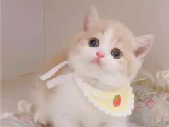 -Bastet sally猫舍购宠(静安店)