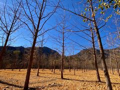 -香山公园