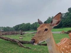 -常州淹城野生动物世界