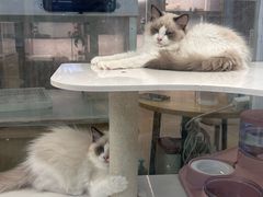 -翊宠yipet猫狗购宠庄园犬舍•猫舍