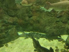 -上海海洋水族馆