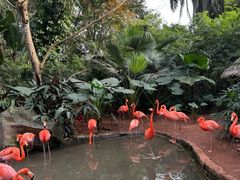 -海南热带野生动植物园