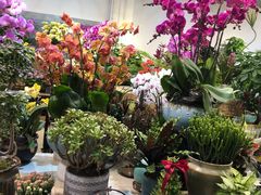 -双季花艺园艺市场(浦东店)