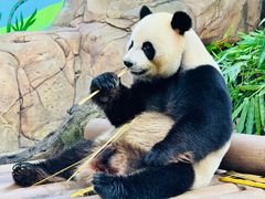 -广州长隆野生动物世界