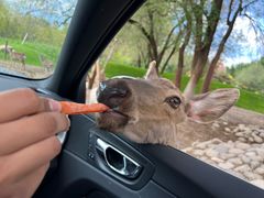 -北京野生动物园