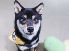 -逗柴咖啡屋·狗咖猫咖宠物桌游