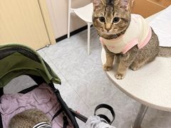 -安安宠医·臻爱宠物医院·宠保定点(营门口路分院)