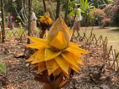 -中国科学院西双版纳热带植物园