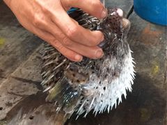 -蓝湾碧波·老字号·疍家非遗海上餐厅
