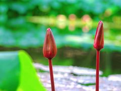 -陈家山荷花公园