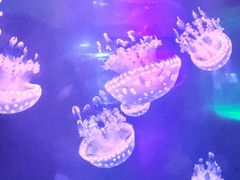 -左海海底世界