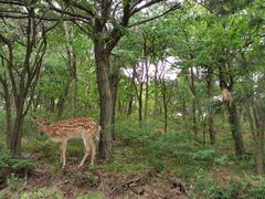 -大连森林动物园