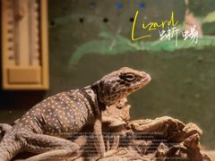 -上海大自然野生昆虫馆(东方明珠·爬宠昆虫探索中心)