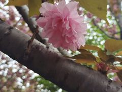-高东镇樱花园