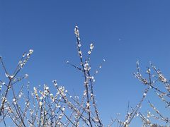 -香雪海