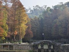-深圳仙湖植物园