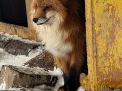 -宫城藏王狐狸村