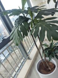 -HEYAN荷妍专业脱毛连锁机构