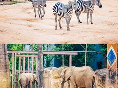 -杭州野生动物世界