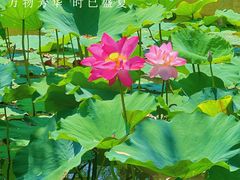 -南翠屏公园