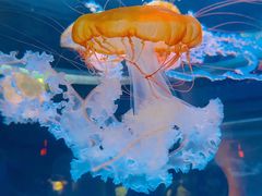 -海合安成都极地海洋公园