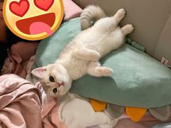 -lincat·猫舍(广州店)