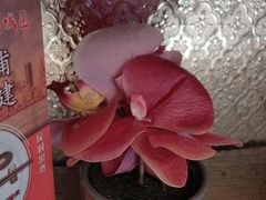 -新雅粤菜馆(南京东路店)