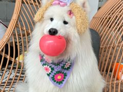 -星多哈·狗咖·拼豆·咖啡