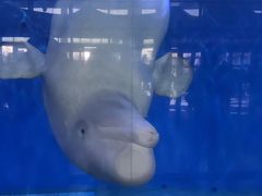 -泉城欧乐堡海洋极地世界