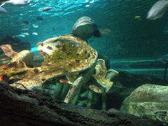 -悉尼海洋生物水族馆