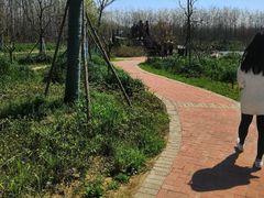 -合肥滨湖国家森林公园