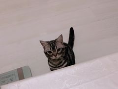 -猫大福·Fortune Cat猫舍(百子湾店)