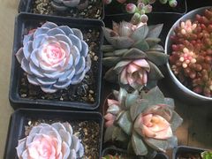 -双季花艺园艺市场(浦东店)