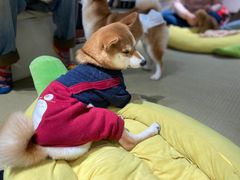 -逗柴咖啡屋·狗咖猫咖宠物桌游