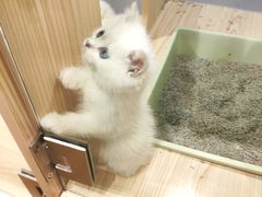 -屋虎猫馆(宝安大仟里店)